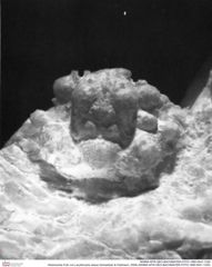 Historisches Foto von Lecythocaris obesa (Schweitzer & Feldmann, 2009) (NHMW-AFW-GEO-BACHMAYER-FOTO-1990-0041-1330)